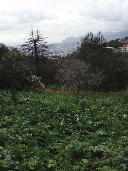 IMG_2915 Kopie.jpg - Blandy's Garden, Palheiro Ferreiro